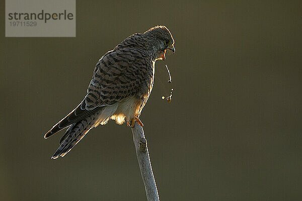 Turmfalke (Falco tinnunculus)  Weibchen  bei Sonnenaufgang  im Gegenlicht  würgt Reste hervor  Duisburg  Niederrhein  Nordrhein-Westfalen  Deutschland  Europa