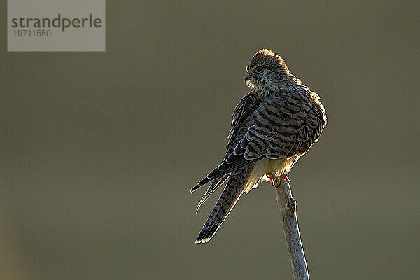 Turmfalke (Falco tinnunculus)  Weibchen  bei Sonnenaufgang  im Gegenlicht  Duisburg  Niederrhein  Nordrhein-Westfalen  Deutschland  Europa