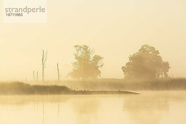 Baumsilhouette in der Morgendämmerung  Sonnenaufgang entlang der nebelverhangenen Elbe im Biosphärenreservat Niedersächsisches Elbtal  Niedersachsen  Deutschland  Europa