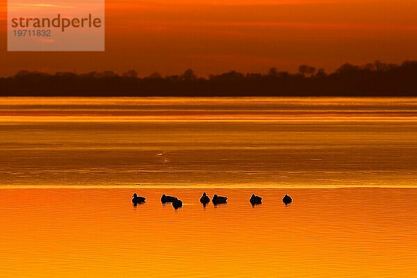 Silhouette von Stockenten (Anas platyrhynchos)  Stockenten  die bei Sonnenuntergang auf dem Wasser eines Sees ruhen