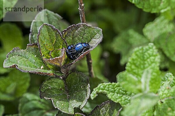 Zwei blaue Minzkäfer  blaür Blattkäfer (Chrysolina coerulans) bei der Paarung im Frühjahr