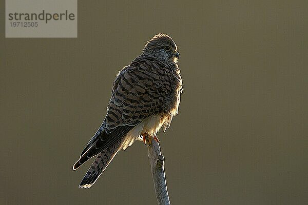 Turmfalke (Falco tinnunculus)  Weibchen  bei Sonnenaufgang  im Gegenlicht  Duisburg  Niederrhein  Nordrhein-Westfalen  Deutschland  Europa