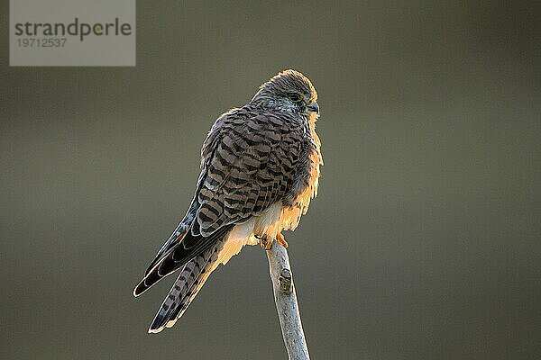 Turmfalke (Falco tinnunculus)  Weibchen  bei Sonnenaufgang  im Gegenlicht  Duisburg  Niederrhein  Nordrhein-Westfalen  Deutschland  Europa