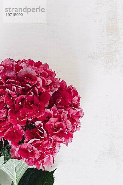 Close up rote Hortensie Blume gegen Grunge Hintergrund