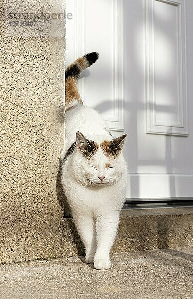 Niedliche Katze in der Nähe der Tür draußen