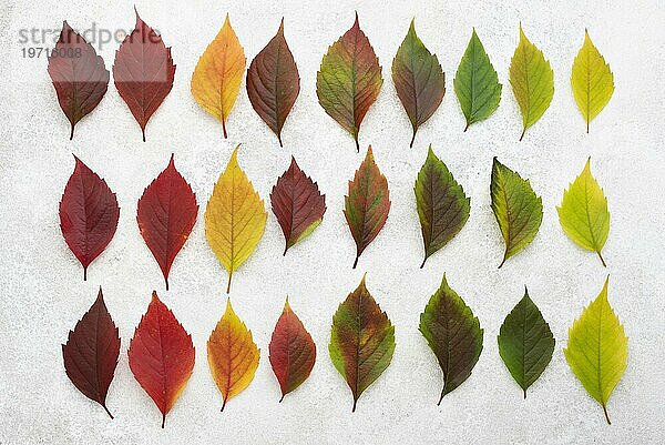 Draufsicht schöne farbige Herbstblätter