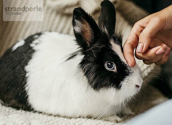 Porträt liebenswertes Kaninchen 2