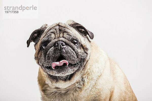 Porträt Mopshund mit herausgestreckter Zunge und Blick in die Kamera