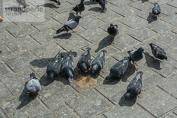 Schöne Tauben füttern in einer städtischen Umgebung