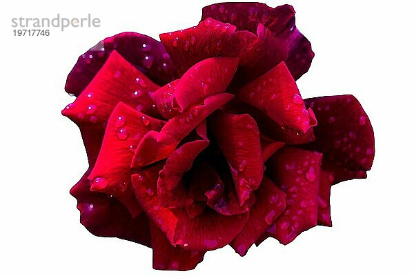 Rote Rose Blumen für den Urlaub  Bokeh  Makro  floralen Hintergrund. romantischen Raum für Text