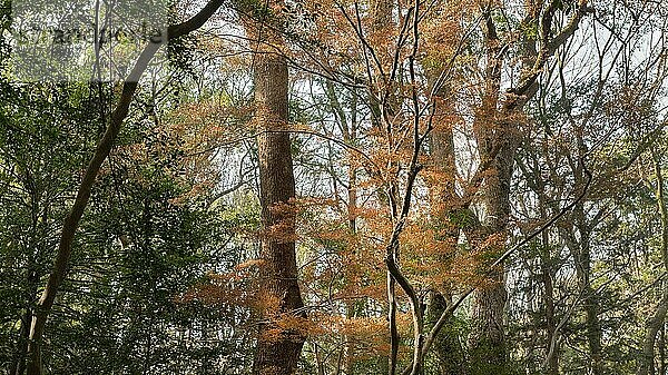 Wald mit Bäumen in Nahaufnahme 3