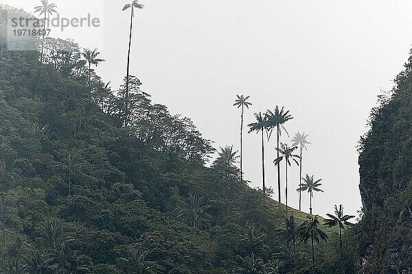 Gruppe von Wachspalmen (Ceroxylon quindiuense) im Nebel  Valle de Cocora  Kolumbien  Südamerika