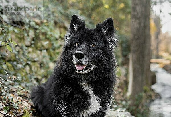 Glücklicher großer Hund Natur