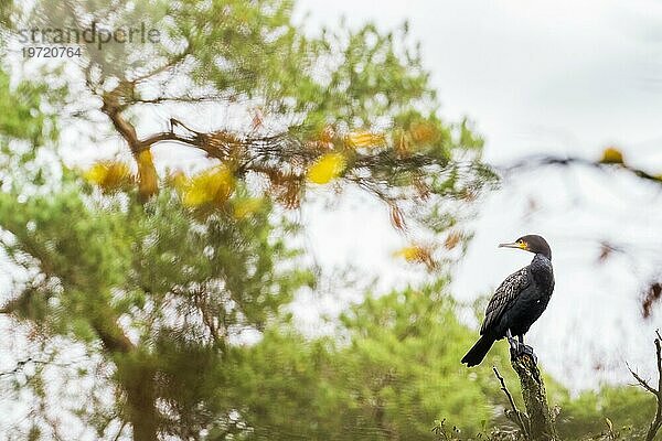 Kormoran (Phalacrocorax carbo) steht auf Ast  herbstliches Bokeh  Hessen  Deutschland  Europa