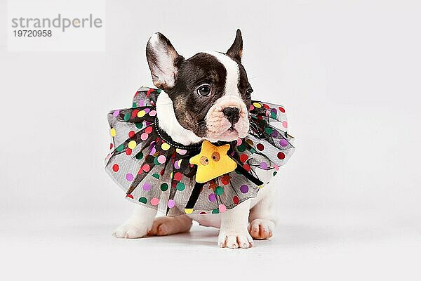 Pied Französisch Bulldogge Hundewelpe mit Spitzenkragen sitzen auf weißem Hintergrund