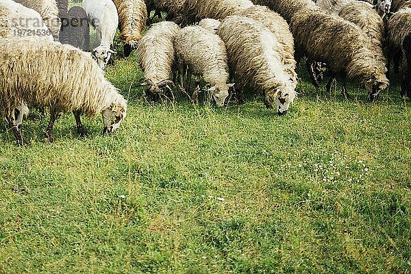 Nahaufnahme: Schafe fressen Gras auf der Weide