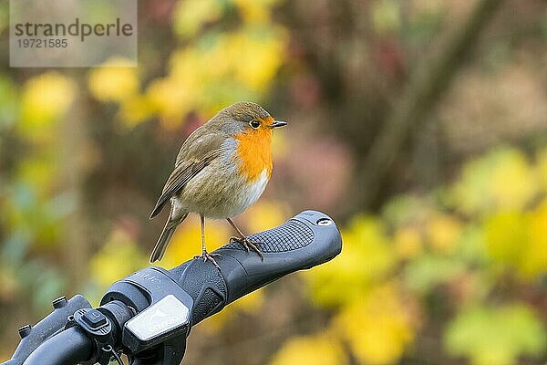 Rotkehlchen (Erithacus rubecula)  sitzt auf Lenkergriff eines E-Bikes  herbstliches Bokeh  Hessen