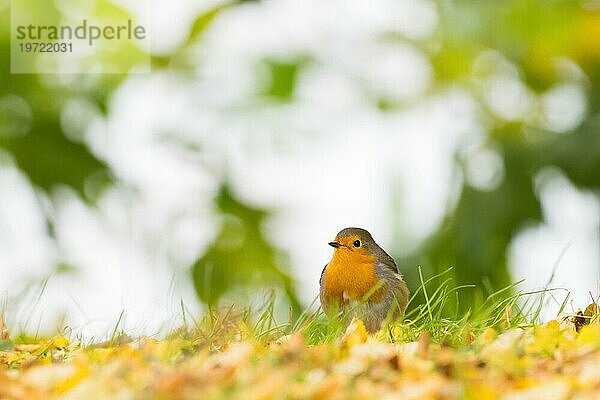 Rotkehlchen (Erithacus rubecula)  steht auf einer Wiese  herbstliches Bokeh  Hessen  Deutschland  Europa