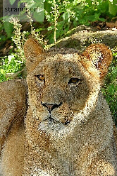 Afrikanischer Löwe (Panthera Leo)  Löwin  Tierportrait  Frontalansicht  captive  Nordrhein-Westfalen  Deutschland  Europa