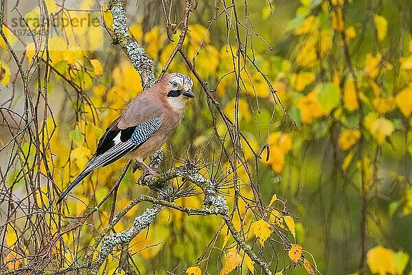 Eichelhäher (Garrulus glandarius)  sitzt auf einem Ast  herbstliches Bokeh  Hessen  Deutschland  Europa