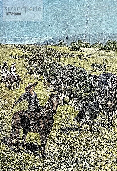 Strauß Vogel  Straußenherde in Kapstadt  Südafrika  digitale verbesserte Reproduktion aus einer Veröffentlichung aus dem Jahr 1880  Ostrich herd in Cape Town  South Africa  digital improved reproduction from a publication of the year 1880