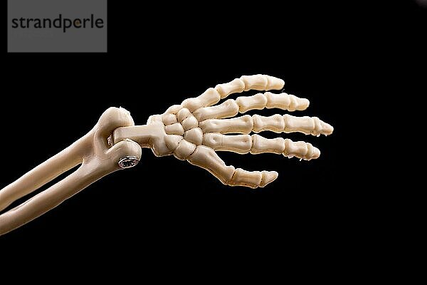 Menschliches Skelett Hand Modell für medizinische Anatomie Wissenschaft Medizinische Klinik Konzept