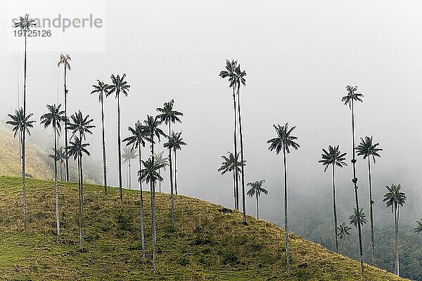 Gruppe von Wachspalmen (Ceroxylon quindiuense) im Nebel  Valle de Cocora  Kolumbien  Südamerika