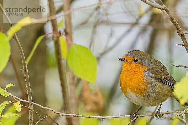 Rotkehlchen (Erithacus rubecula) auf Zweig  herbstliches Bokeh  Hessen  Deutschland  Europa