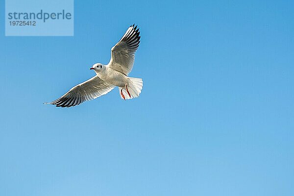 Seevogel Möwe fliegt im Himmel als Freiheit Konzept