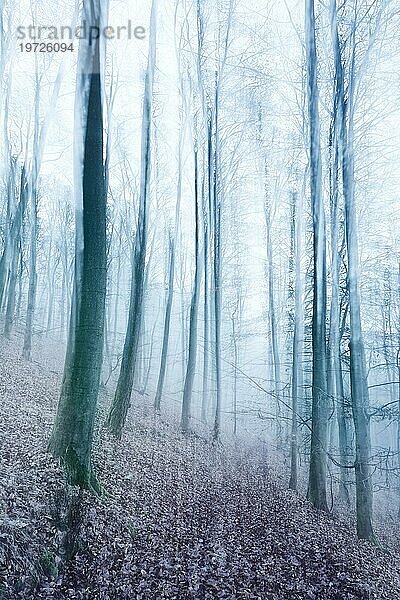 Wanderweg durch kahlen Wald im Winter  abstrakt  Bewegungsunschärfe  Nationalpark Kellerwald-Edersee  Hessen  Deutschland  Europa