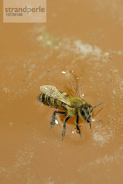 Frischer natürlicher gelber Honig in flüssiger Form