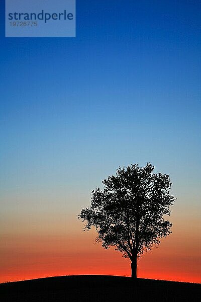 Sonnenuntergang  Silhouette eines Baumes auf einem Hügel  bei Aschersleben  Sachsen-Anhalt  Deutschland  Europa