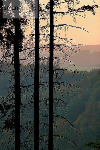 Sonnenuntergang im Thüringer Schiefergebirge  Silhouette dreier Fichten  bei Bad Lobenstein  Thüringen  Deutschland  Europa