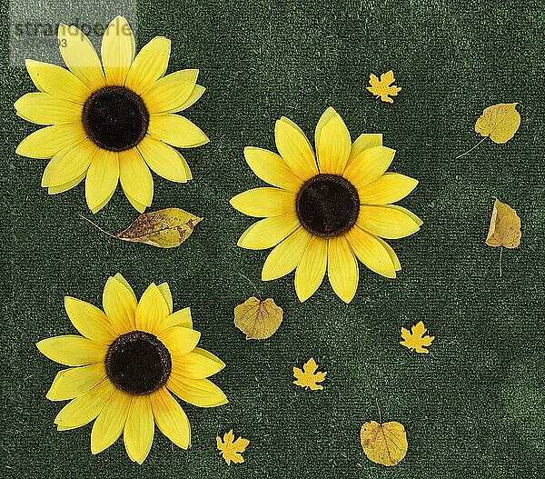 Draufsicht Arrangement mit Sonnenblumen grünem Hintergrund