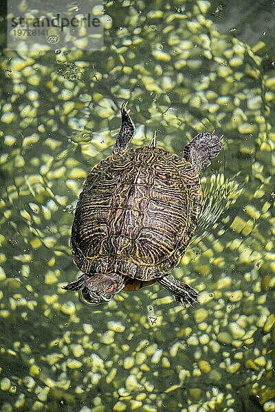Einsame Schildkröte am See gefunden