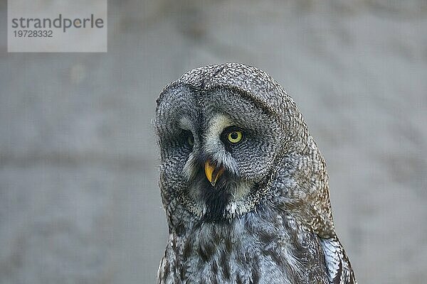 Bartkauz (Strix nebulosa)  Tierportrait Frontalansicht  captive  Hessen  Deutschland  Europa