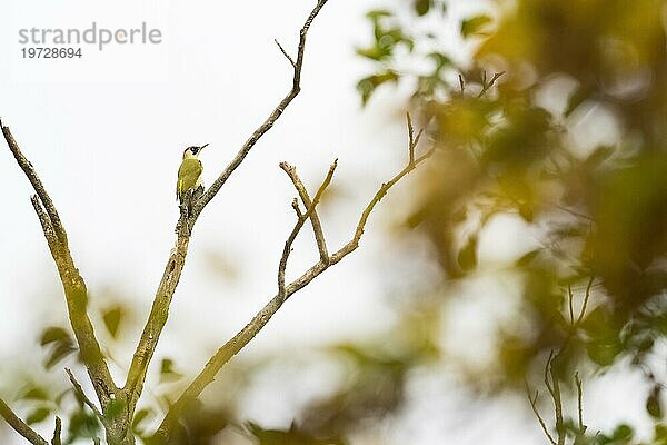 Grünspecht (Picus viridis)  sitzt auf einem kahlen Ast  herbstliches Bokeh  Hessen  Deutschland  Europa