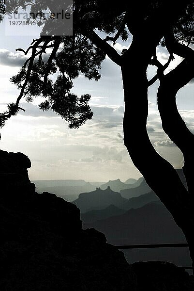 Silhouette  Baum Grand Canyon Nationalpark  South Rim  Arizona  USA  Nordamerika