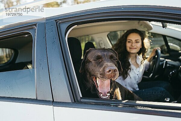 Großer schwarzer Hund Auto 2