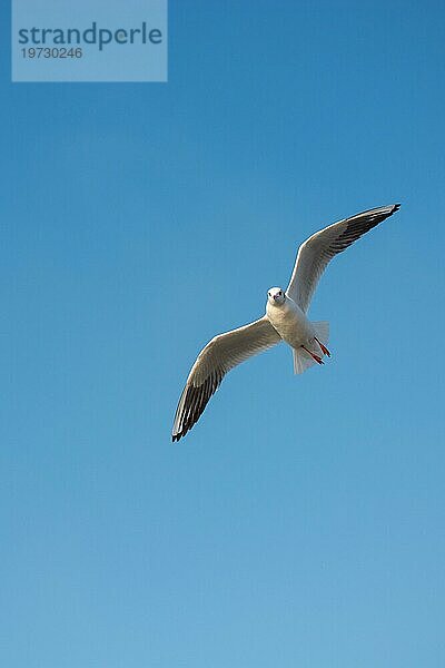 Seevogel Möwe fliegt im Himmel als Freiheit Konzept