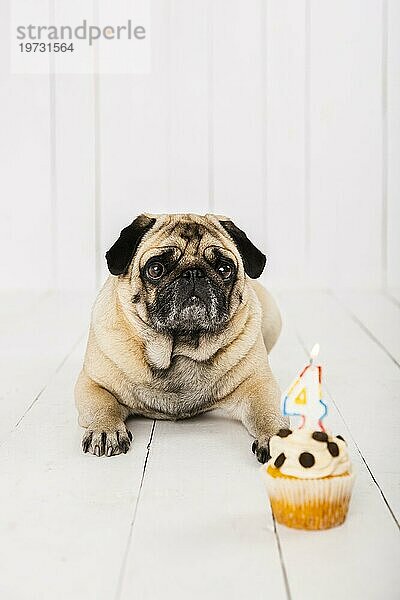 Vorderansicht Hundekuchen seiner Vierjahresfeier