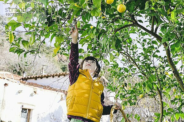 Mädchen Zitronenbaum