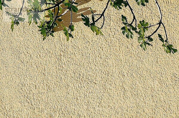 Wand mit einem Teil eines Baumes als Hintergrund