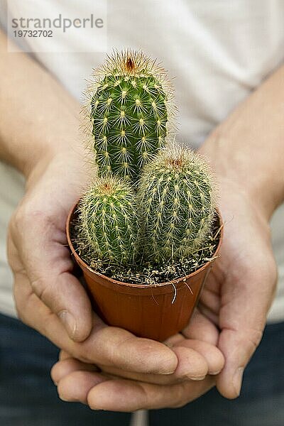 Nahaufnahme Hände halten kleine Kaktuspflanze