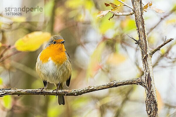 Rotkehlchen (Erithacus rubecula)  sitzt auf kahlem Zweig  herbstliches Bokeh  Hessen