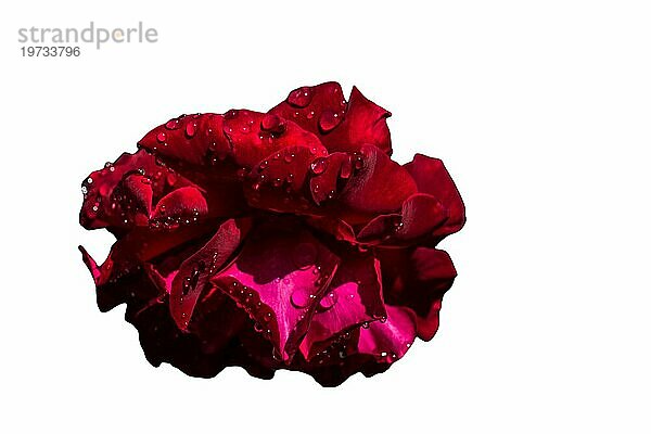 Rote Rose Blumen für den Urlaub  Bokeh  Makro  floralen Hintergrund. romantischen Raum für Text