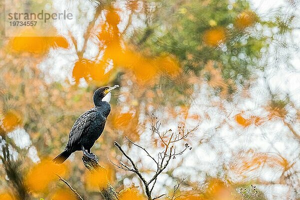 Kormoran (Phalacrocorax carbo) steht auf Ast  herbstliches Bokeh  Hessen  Deutschland  Europa