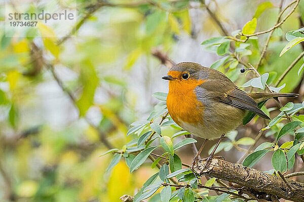 Rotkehlchen (Erithacus rubecula)  sitzt auf kahlem Zweig  herbstliches Bokeh  Hessen