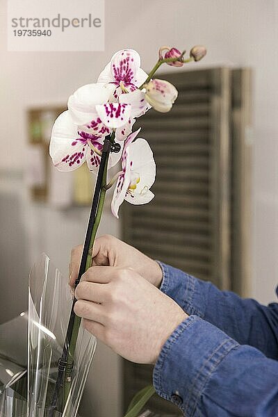 Close up männlichen Florist Hand Platzierung schöne weiße Orchidee Vase