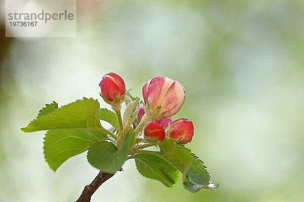 Apfelblüten (Malus)  mit Bokeh im Hintergrund  Wilden  Nordrhein. Westfalen  Deutschland  Europa